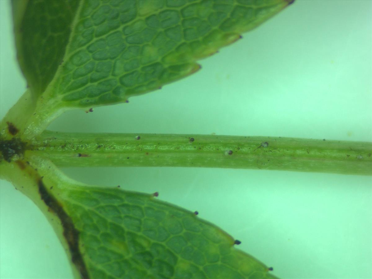 Rosa x subcanina (door Jan Klinckenberg)