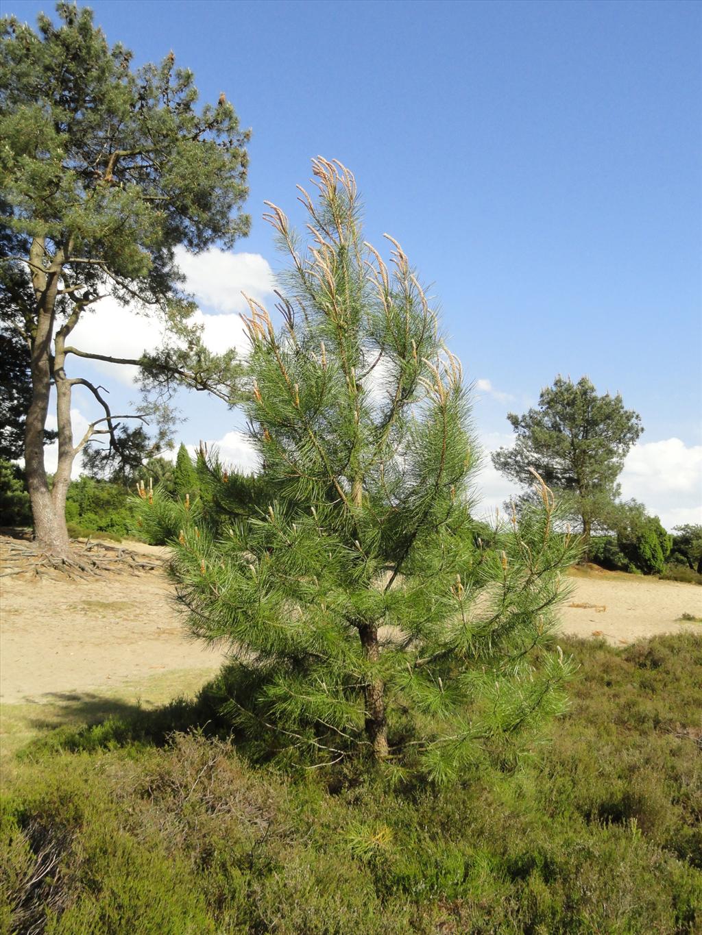 Pinus pinaster (door wim van der neut)