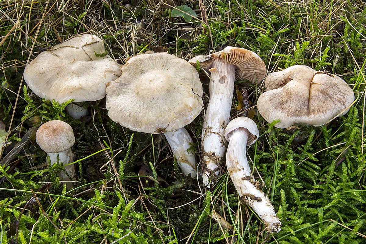 Cortinarius turgidus (door Nico Dam)