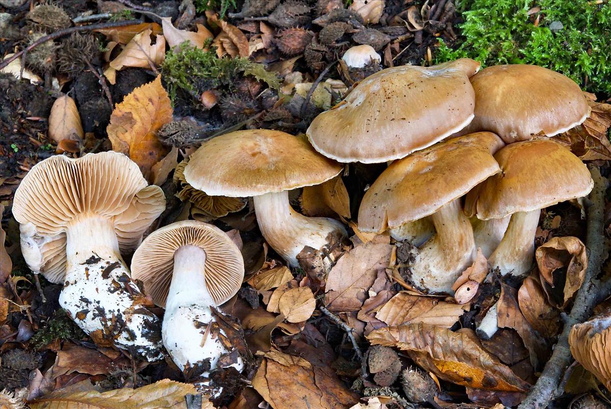 Cortinarius turgidus (door Peter Verstraeten)