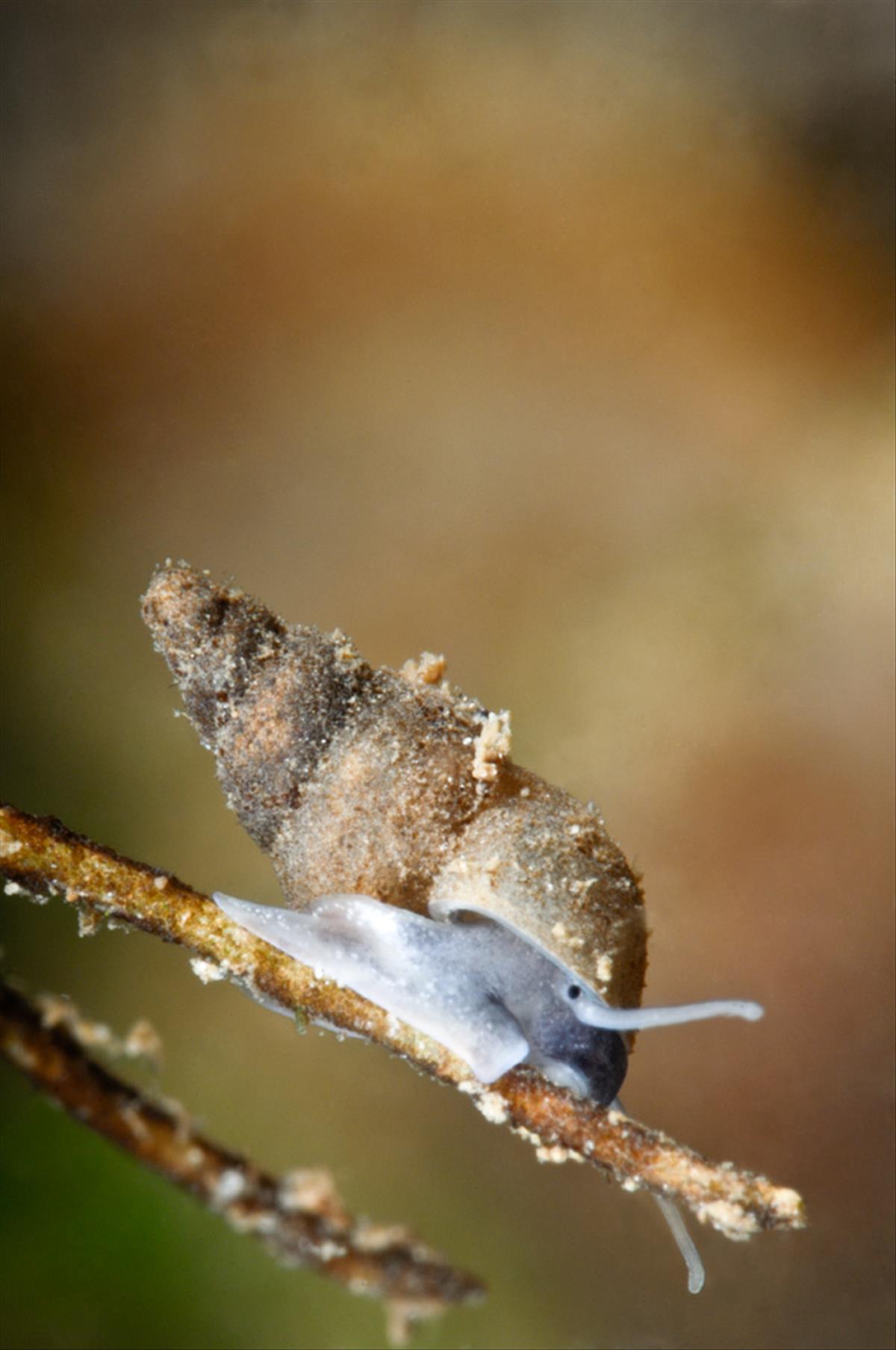 Potamopyrgus antipodarum (door Silvia Waajen)