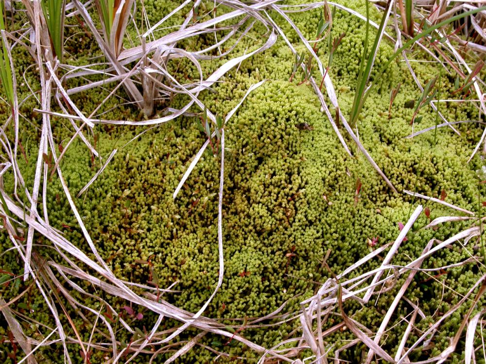 Paludella squarrosa (door Dick Haaksma)