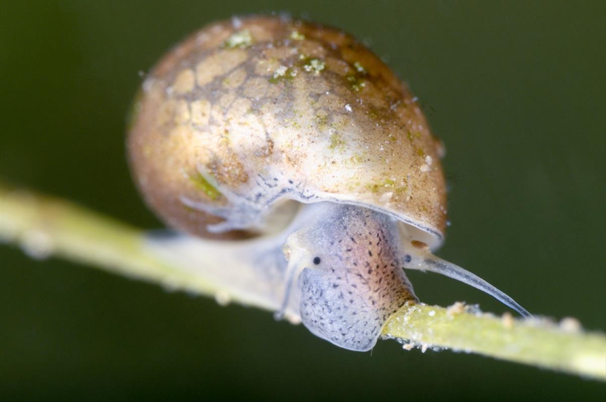 Physa fontinalis (door Silvia Waajen)