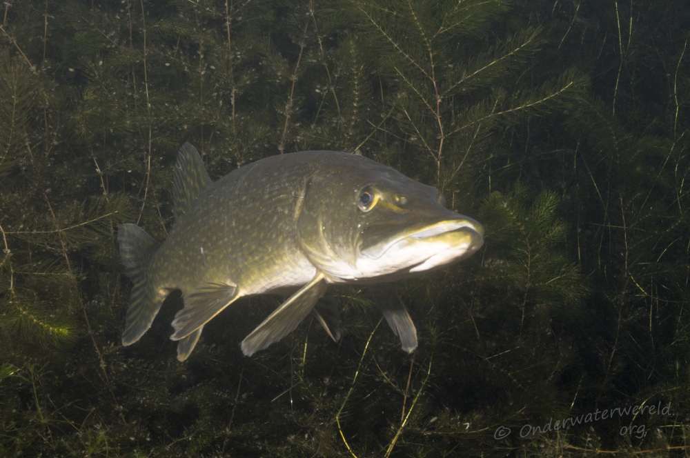 Esox lucius (door Silvia Waajen)