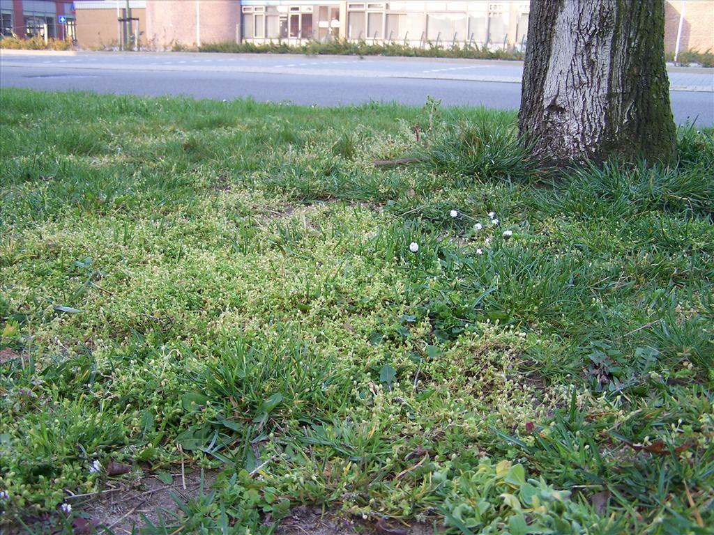 Stellaria apetala (door Edwin Dijkhuis)