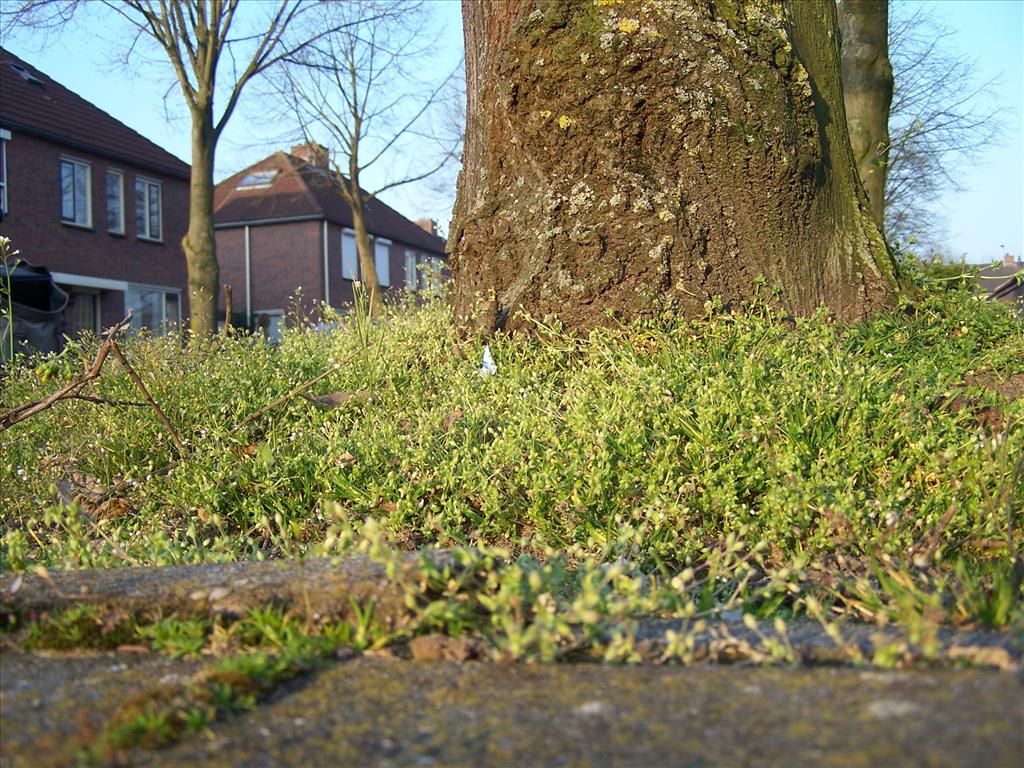 Stellaria apetala (door Edwin Dijkhuis)