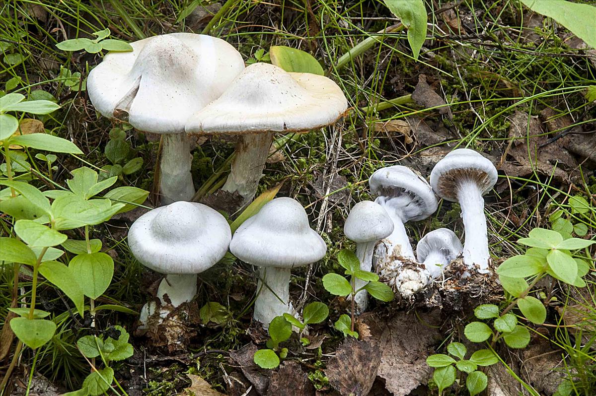 Cortinarius alboviolaceus (door Nico Dam)