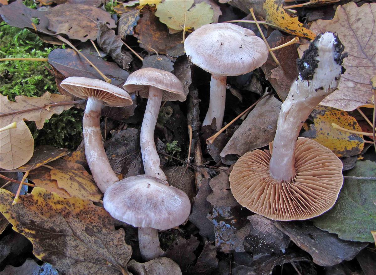 Cortinarius acutispissipes (door André de Haan)