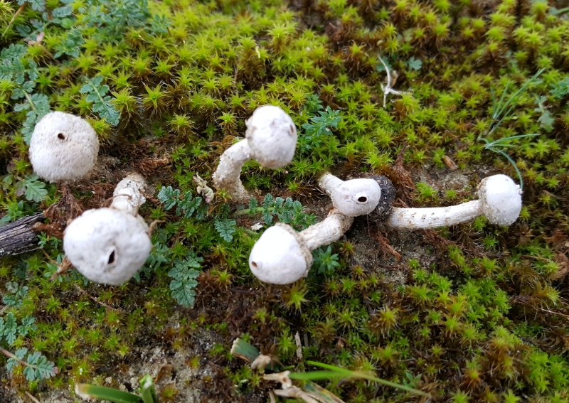 Tulostoma kotlabae (door Maarten Langbroek)