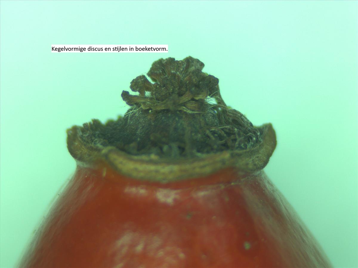 Rosa corymbifera (door Jan Klinckenberg)