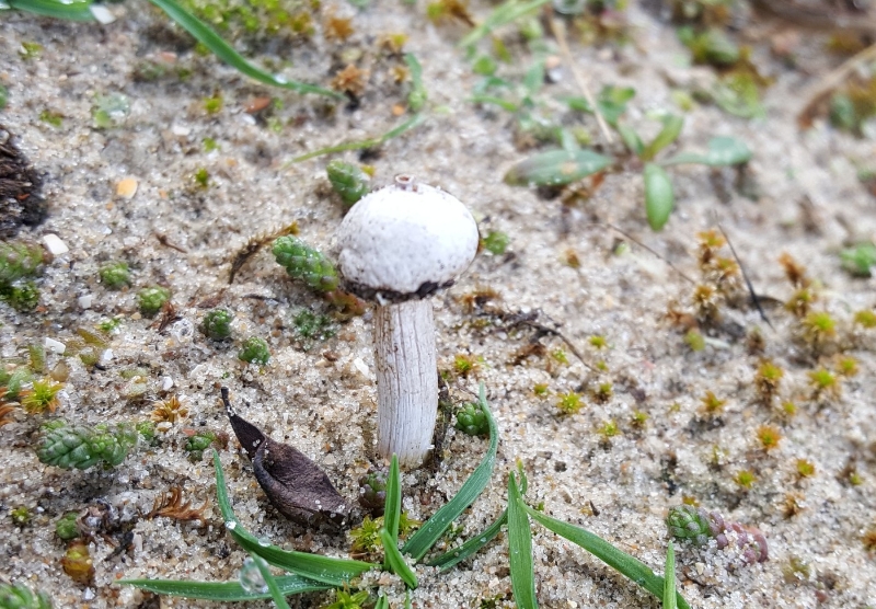 Tulostoma kotlabae (door Maarten Langbroek)