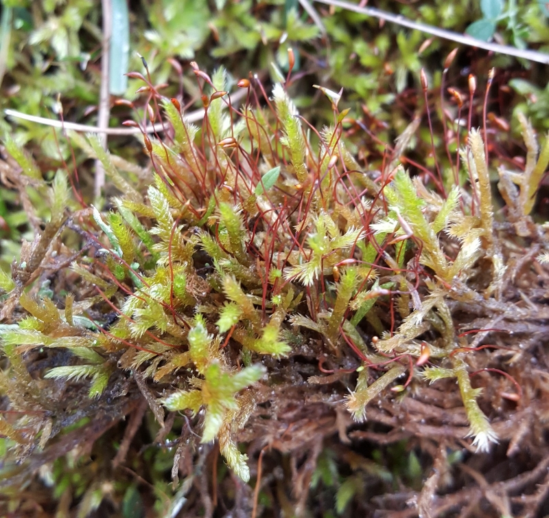 Homalothecium lutescens (door Maarten Langbroek)