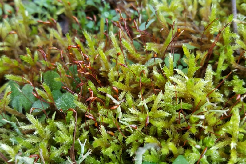 Homalothecium lutescens (door Maarten Langbroek)