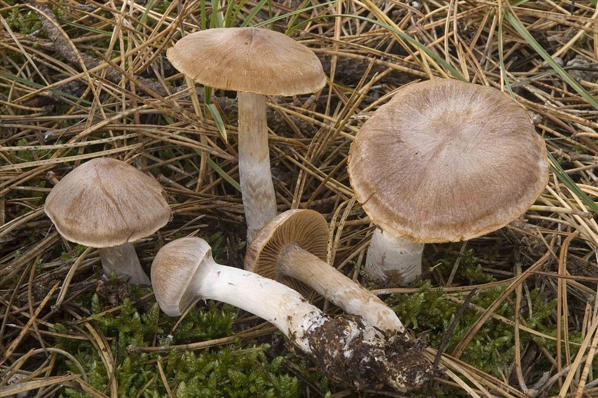 Cortinarius turgidoides (door Nico Dam)