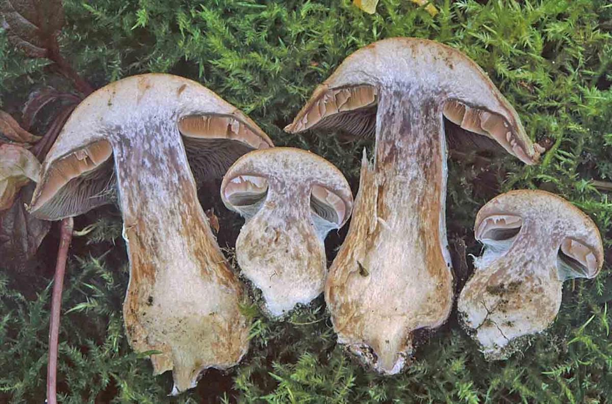 Cortinarius compressus (door Luciën Rommelaars)