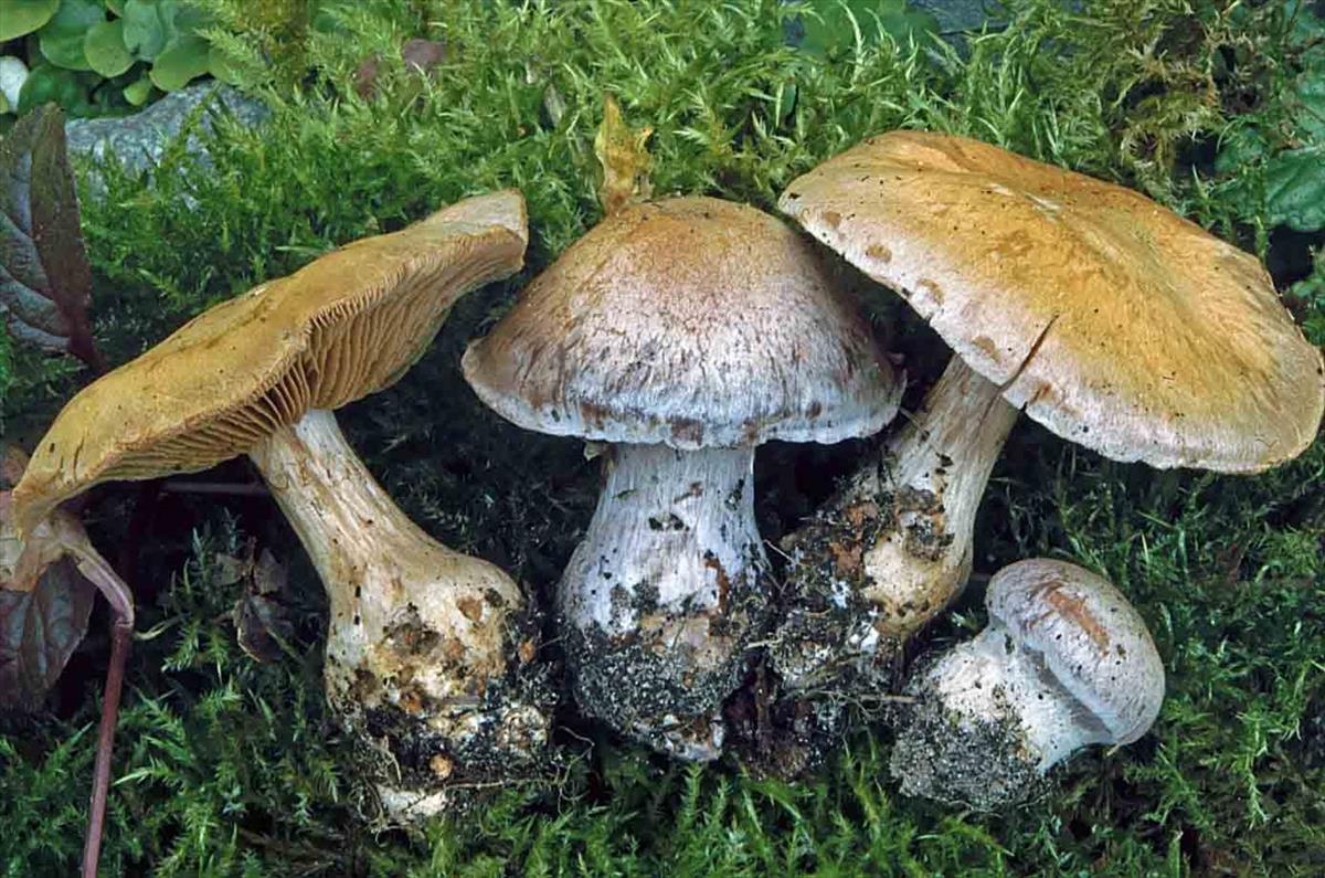 Cortinarius compressus (door Luciën Rommelaars)