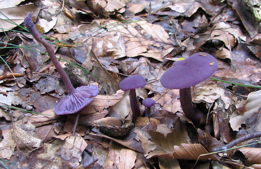 Laccaria amethystina (door Paul Coenen)