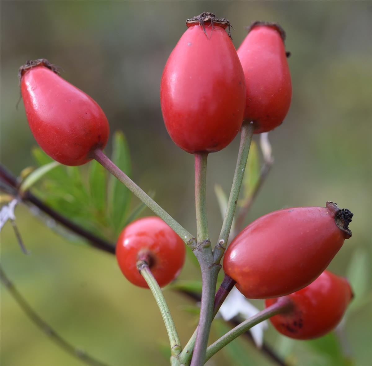 Rosa corymbifera (door Jan Klinckenberg)