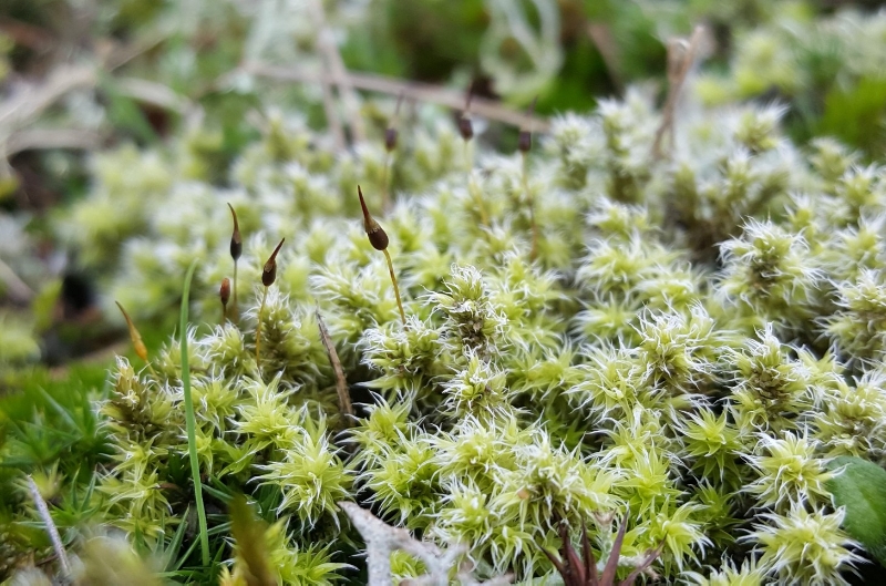 Racomitrium canescens (door Maarten Langbroek)