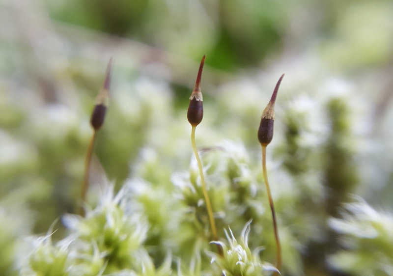 Racomitrium canescens (door Maarten Langbroek)