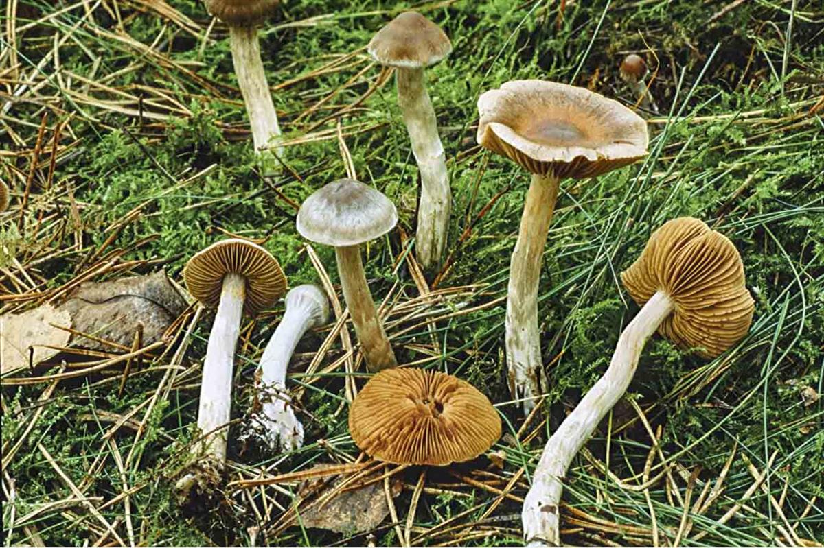 Cortinarius kauffmanianus (door André de Haan)