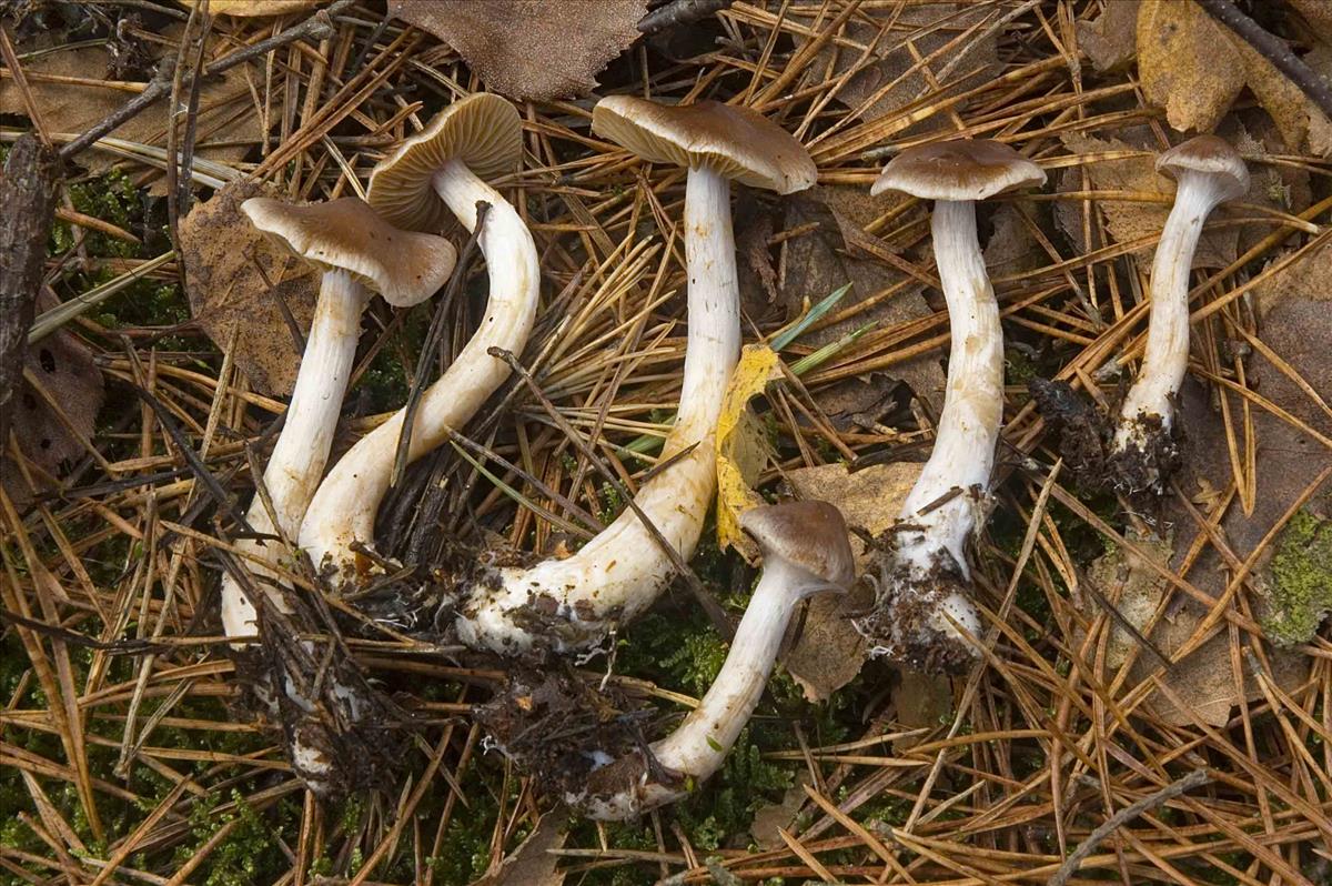 Cortinarius kauffmanianus (door Nico Dam)