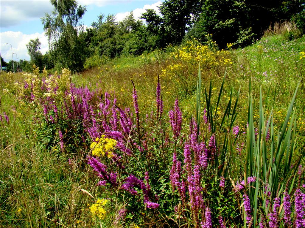 Lythrum salicaria (door Joop Verburg)