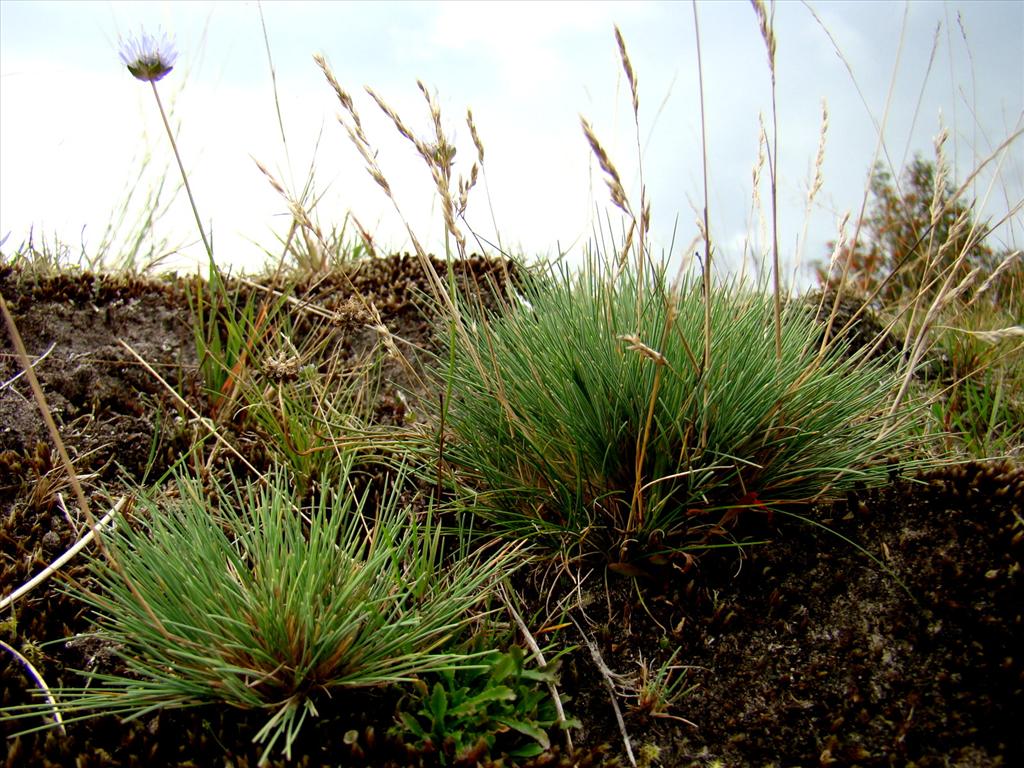 Corynephorus canescens (door Joop Verburg)