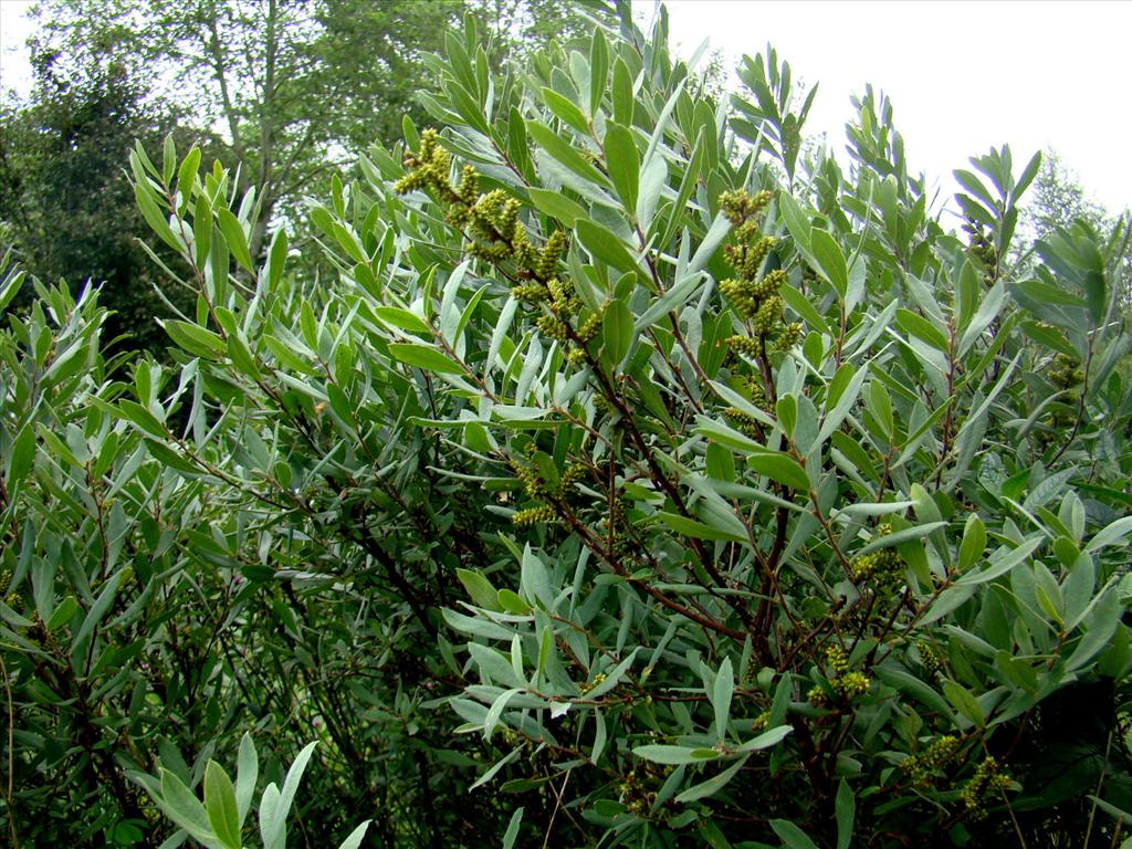 Myrica gale (door Joop Verburg)