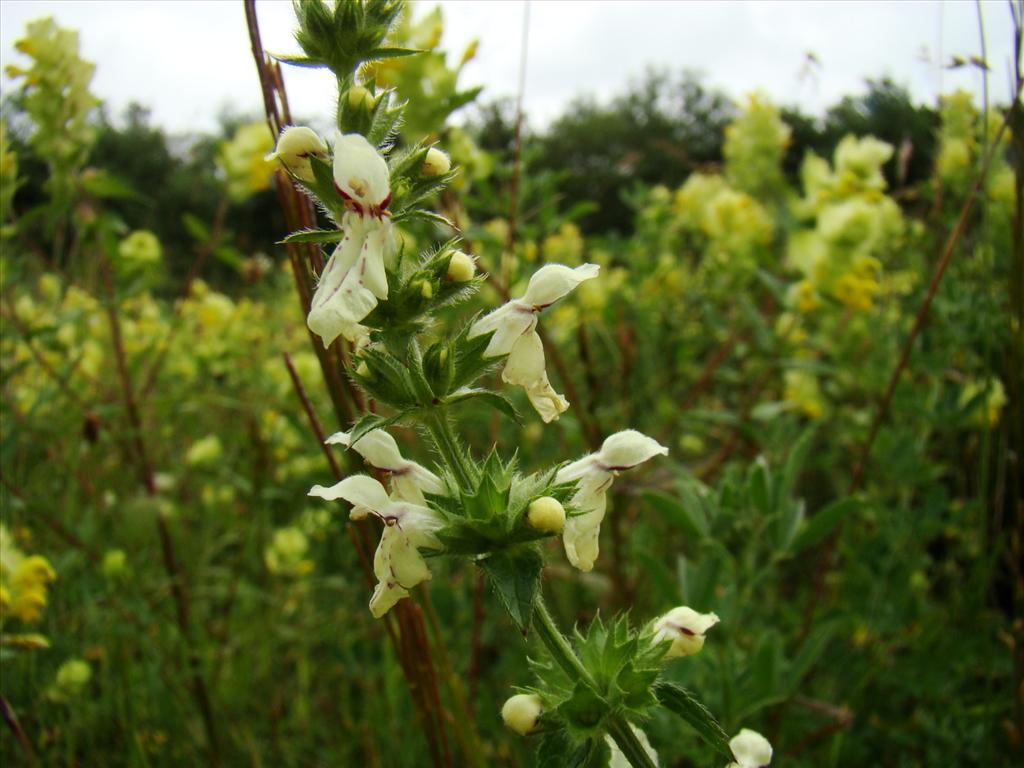 Stachys annua (door Joop Verburg)