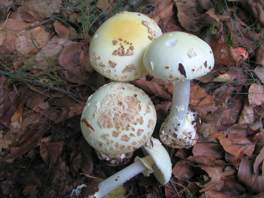 Amanita citrina var. citrina (door Paul Coene)