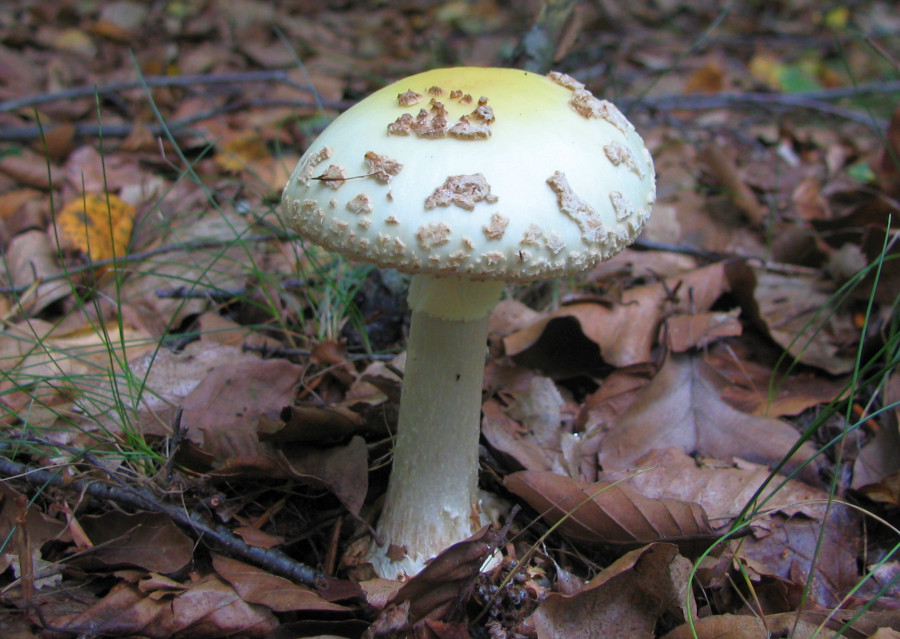 Amanita citrina var. citrina (door Paul Coene)