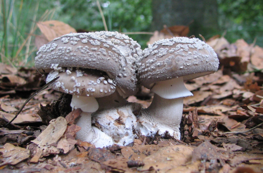 Amanita excelsa (door Paul Coene)