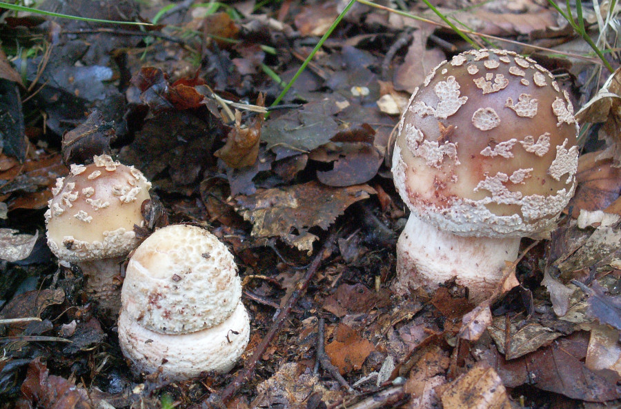 Amanita rubescens (door Paul Coene)