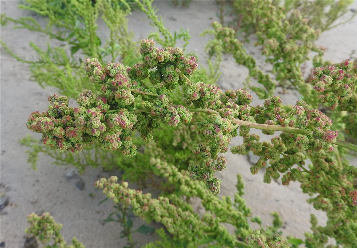 Chenopodium quinoa (door Jelle van Dijk)