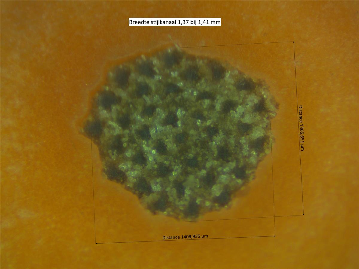 Rosa x subcanina (door Jan Klinckenberg)