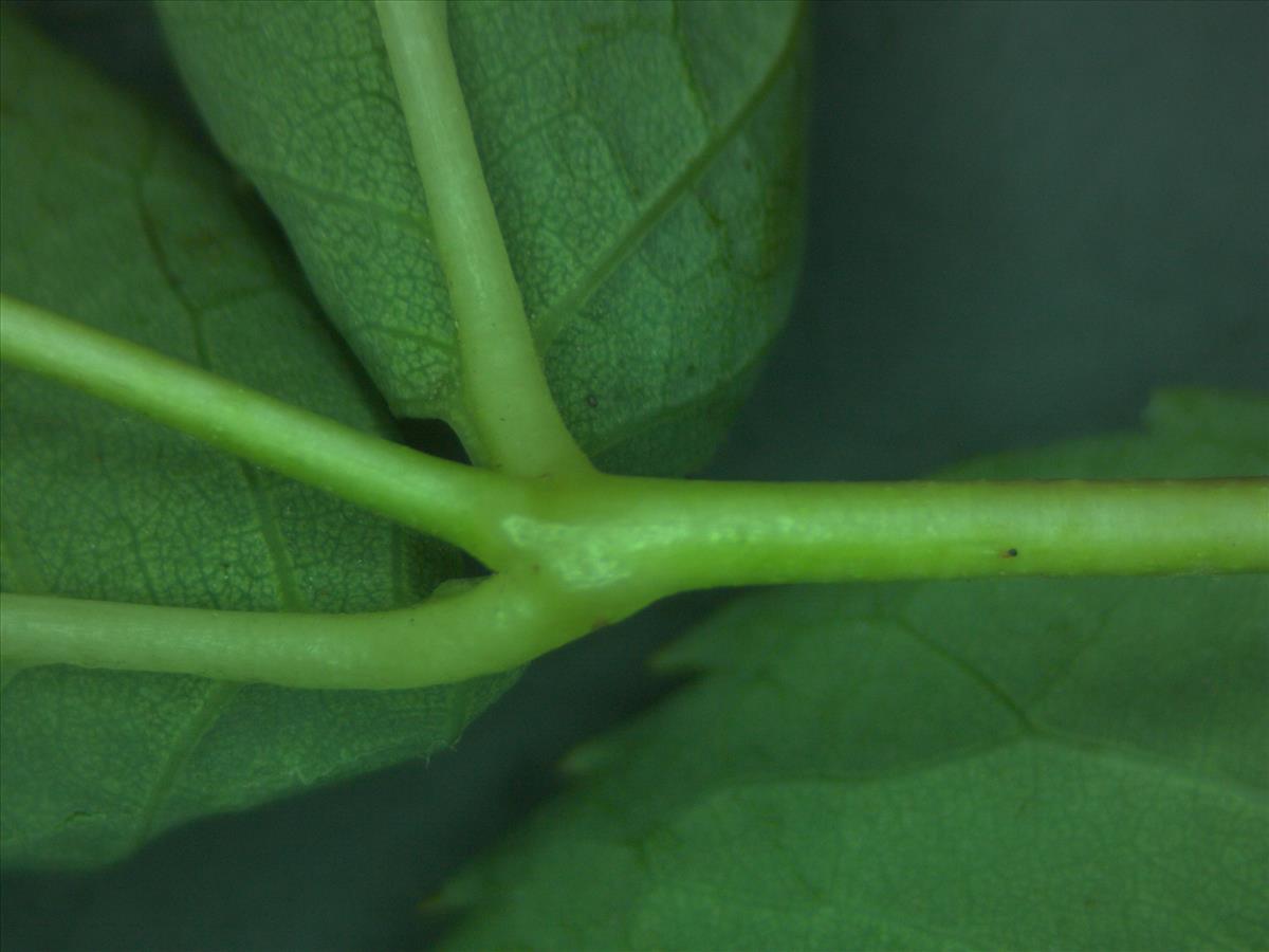 Rosa x subcanina (door Jan Klinckenberg)