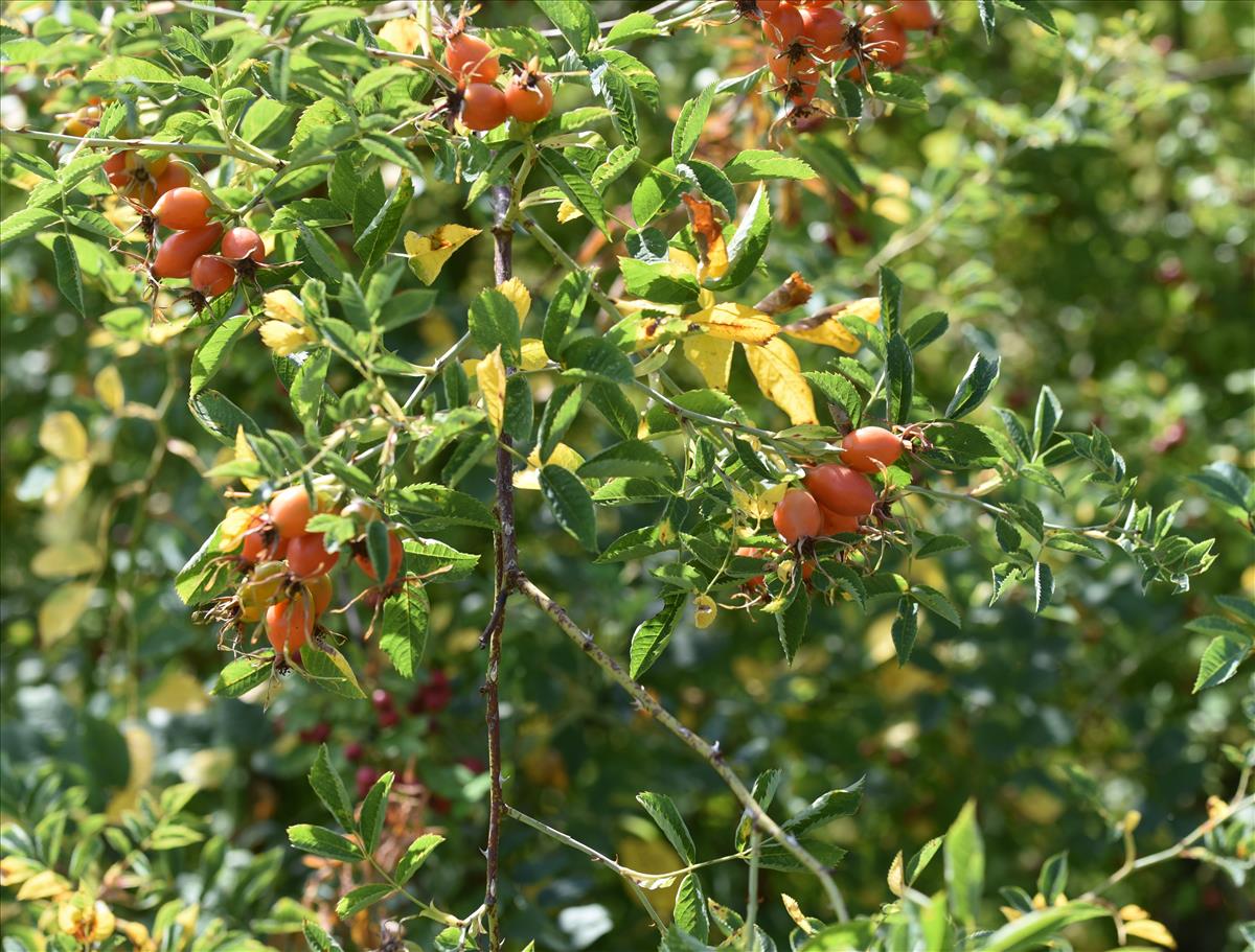 Rosa x subcanina (door Jan Klinckenberg)