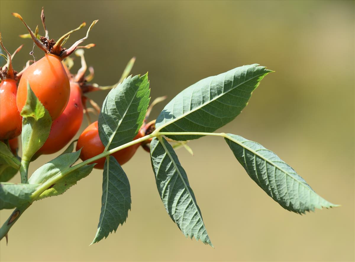 Rosa x subcanina (door Jan Klinckenberg)