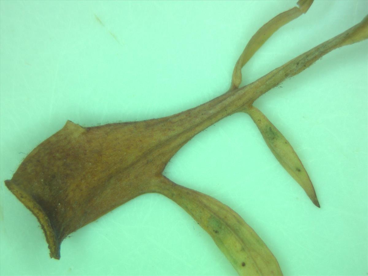 Rosa x subcanina (door Jan Klinckenberg)