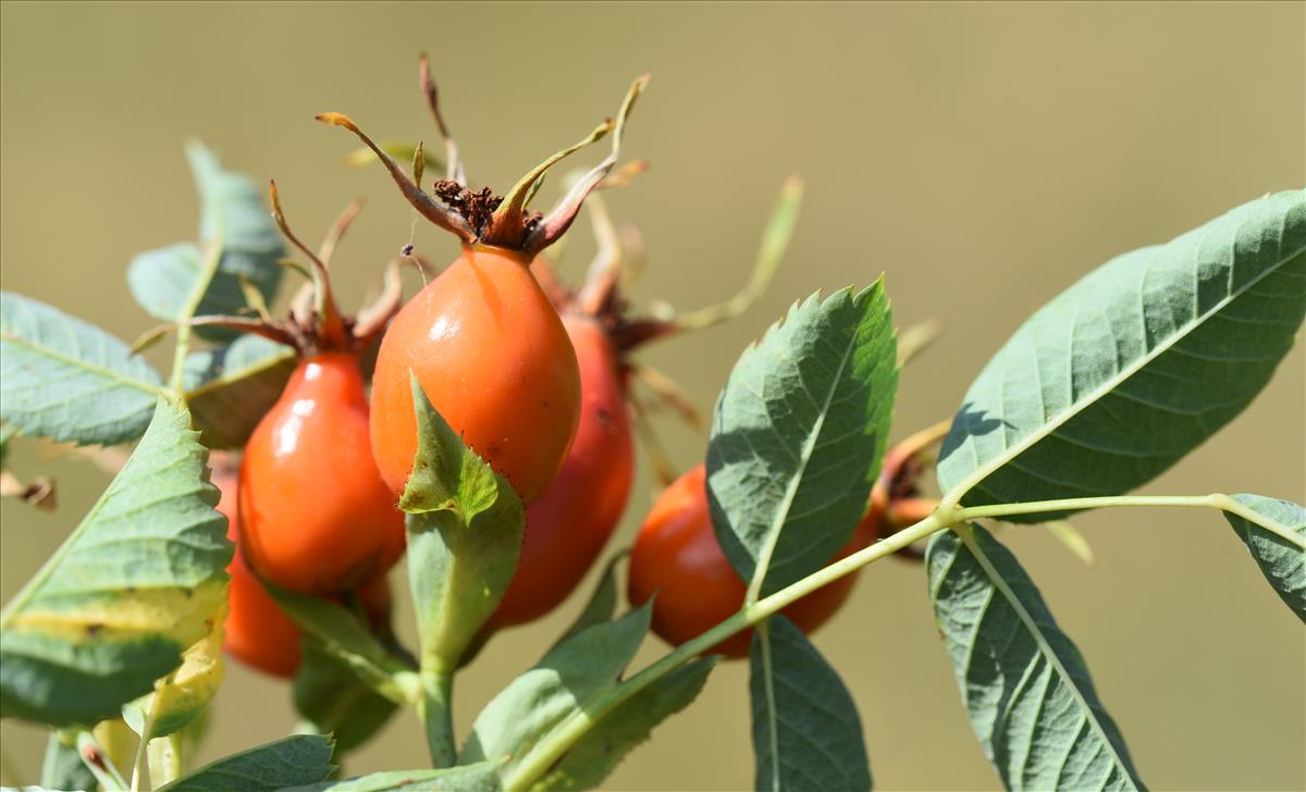 Rosa x subcanina (door Jan Klinckenberg)