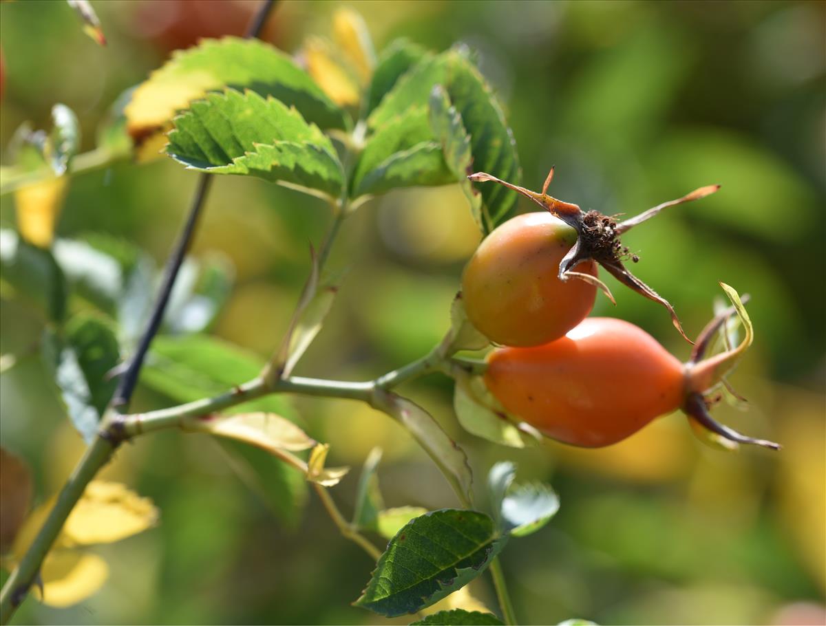 Rosa x subcanina (door Jan Klinckenberg)