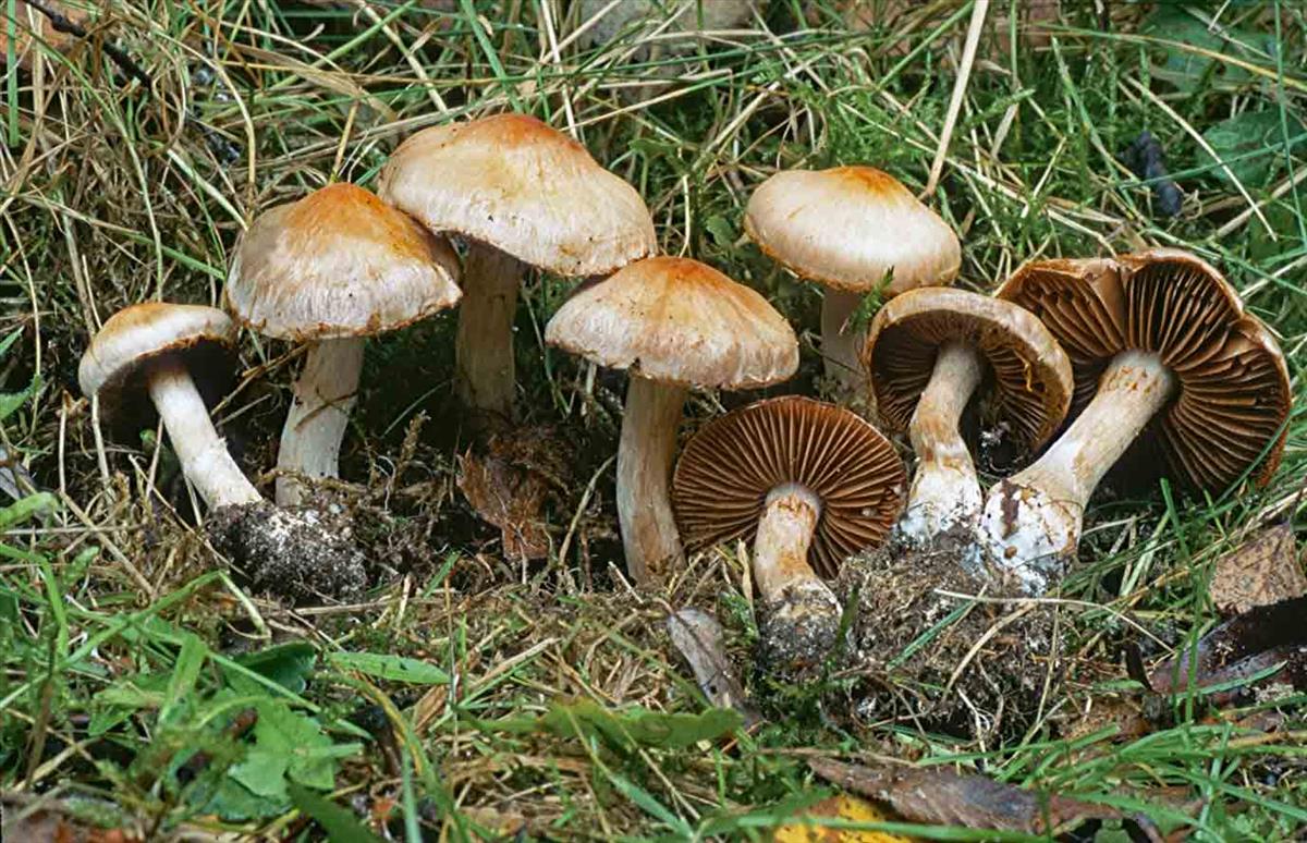 Cortinarius murinascens (door André de Haan)