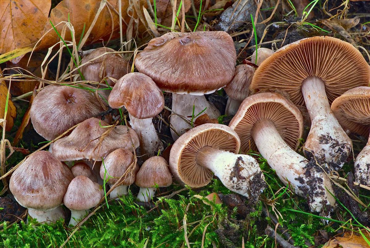 Cortinarius murinascens (door Peter Verstraeten)