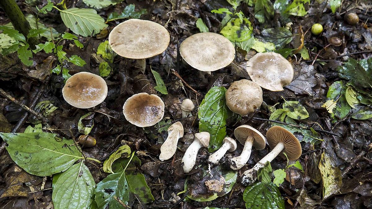 Cortinarius urbicus (door Inge Somhorst)
