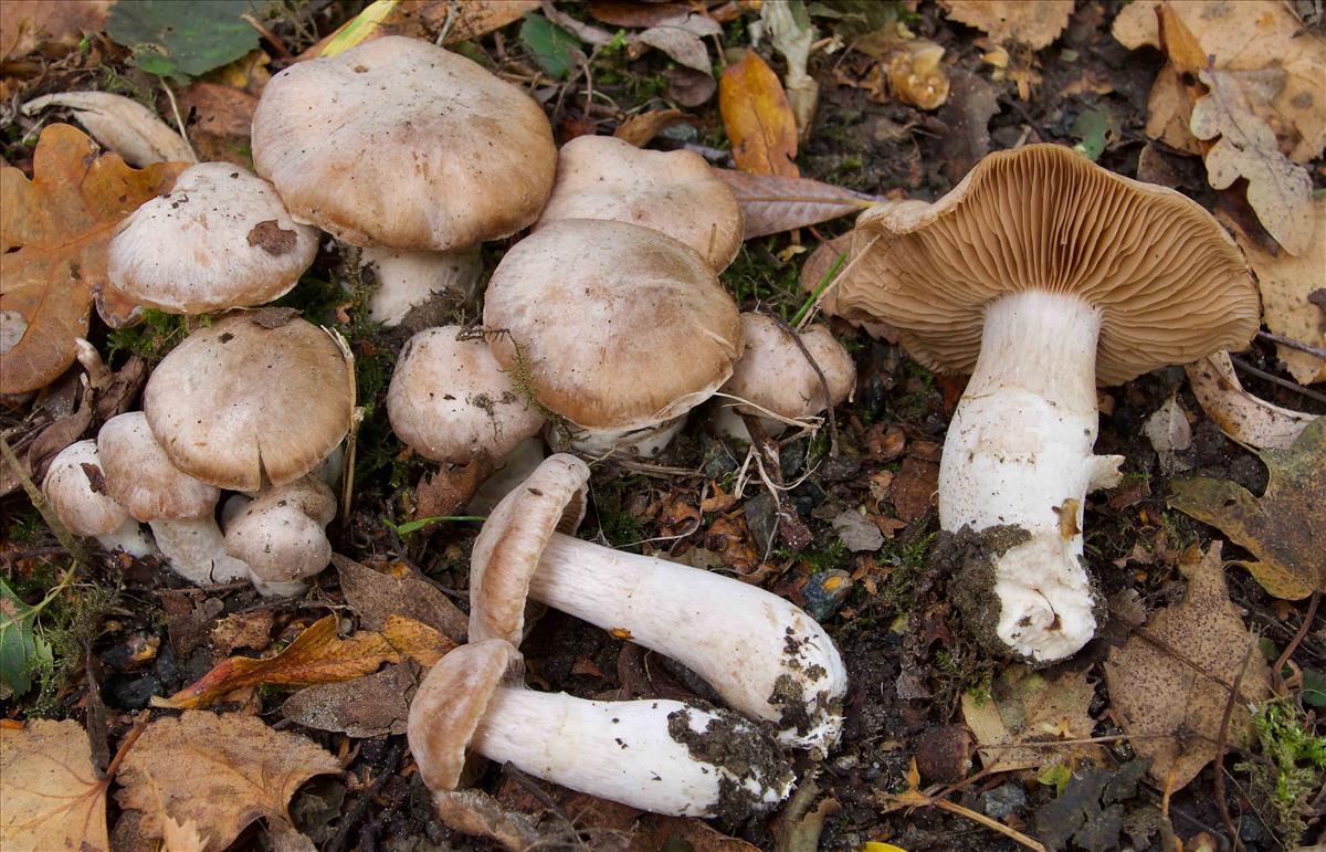 Cortinarius urbicus (door Peter Verstraeten)