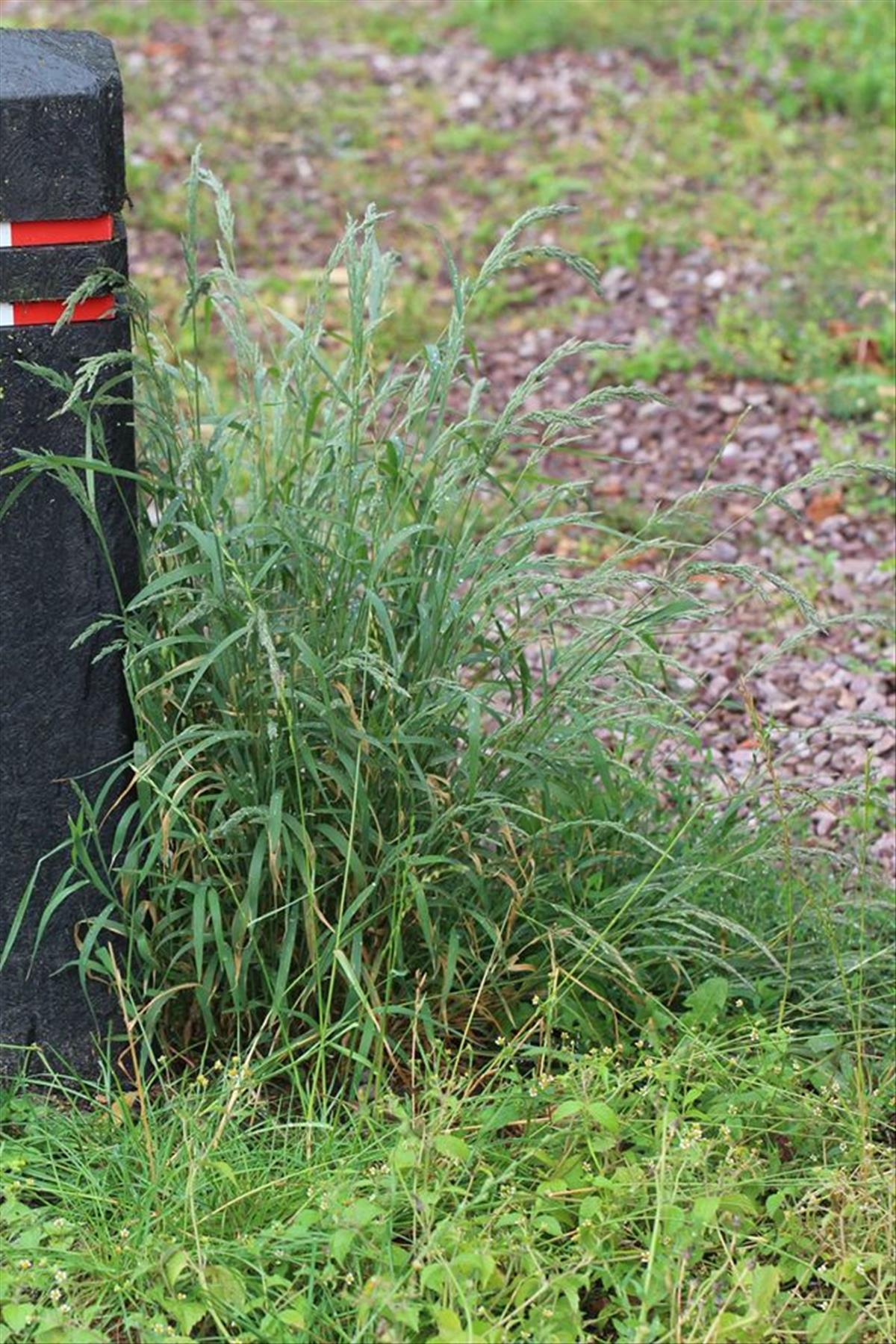 Muhlenbergia mexicana (door Niels Eimers)