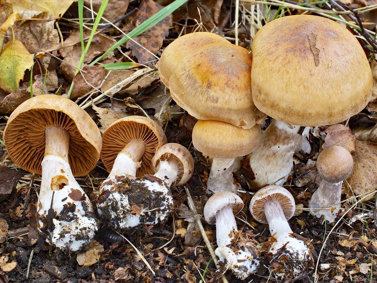 Cortinarius bivelus (door Peter Verstraeten)