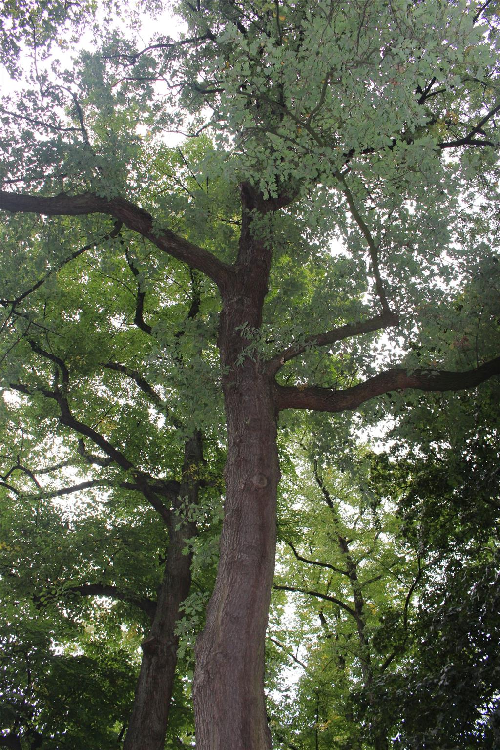 Quercus pubescens (door Niels Eimers)