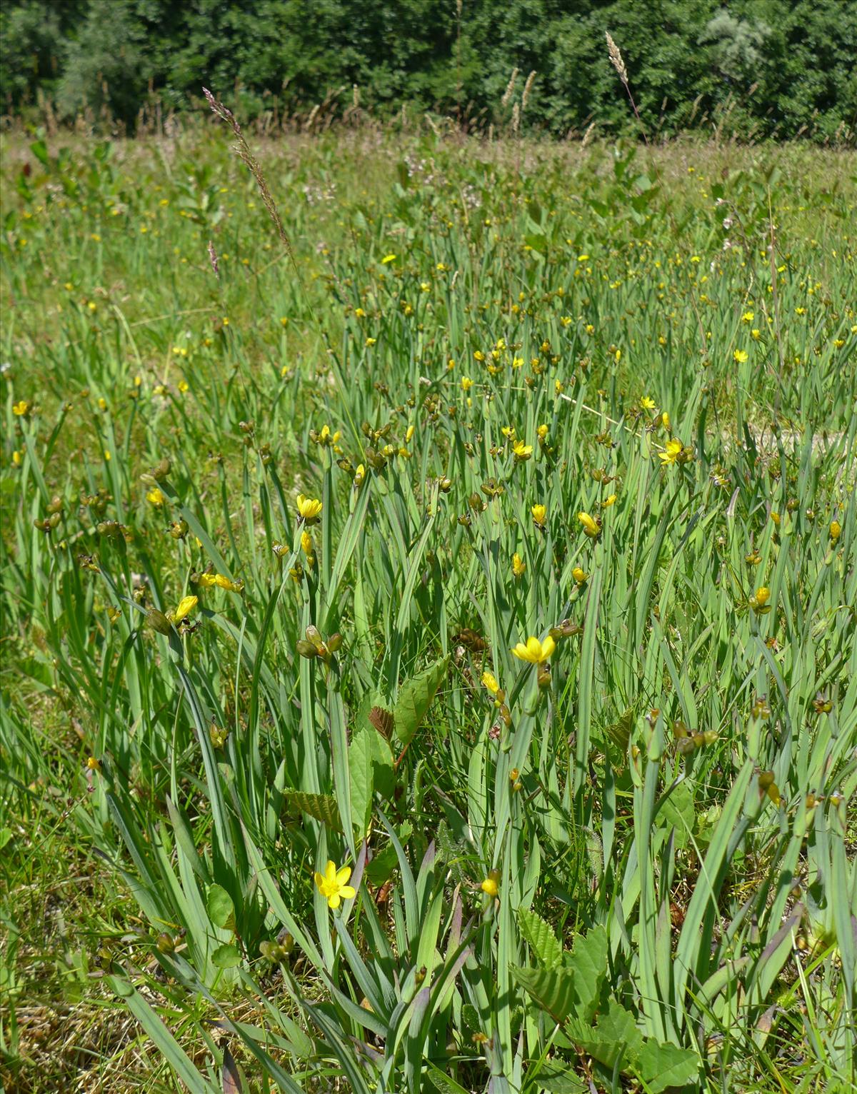 Sisyrinchium californicum (door Jelle van Dijk)